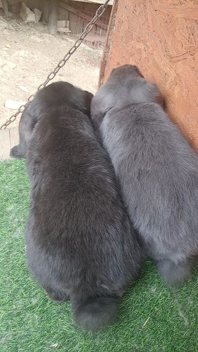 2 masculi berbec german