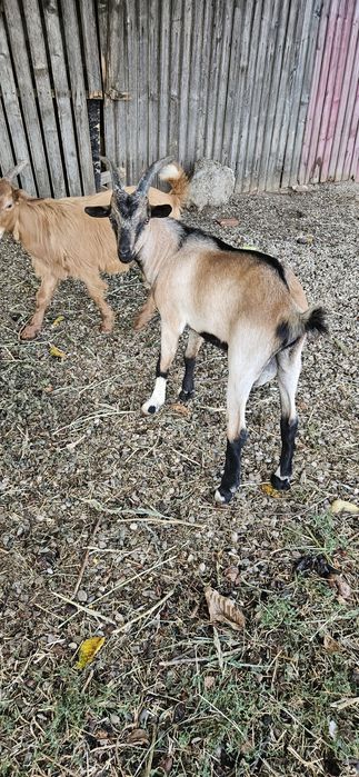 Vând țap alpin francez