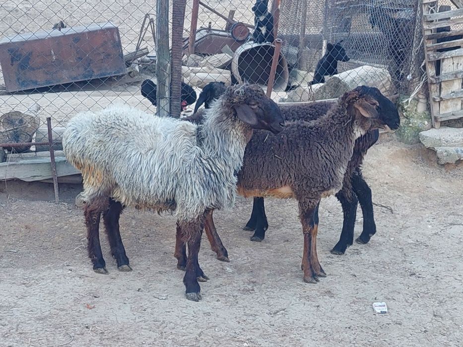 Продаются откормленные бараны