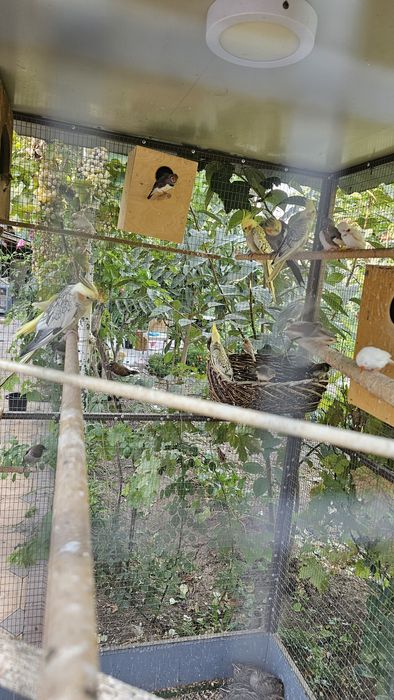 Амадины продаются