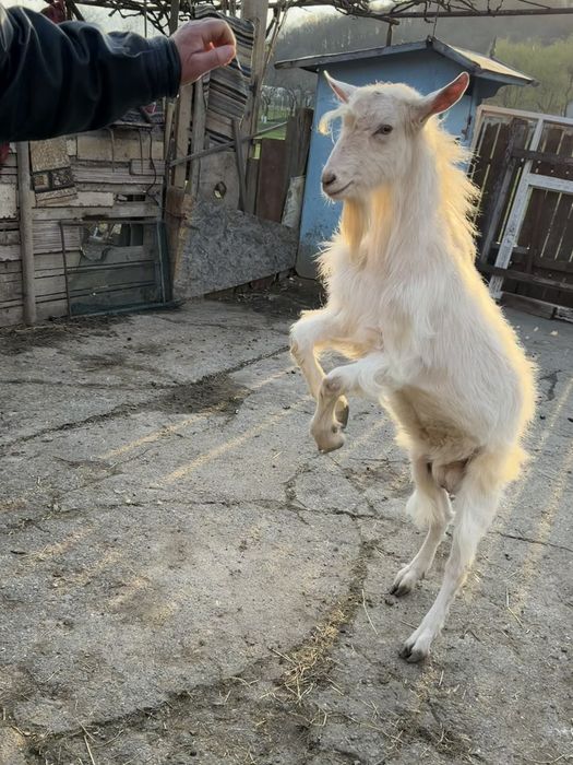 Țap rasa Saanen & capră rasa Saanen