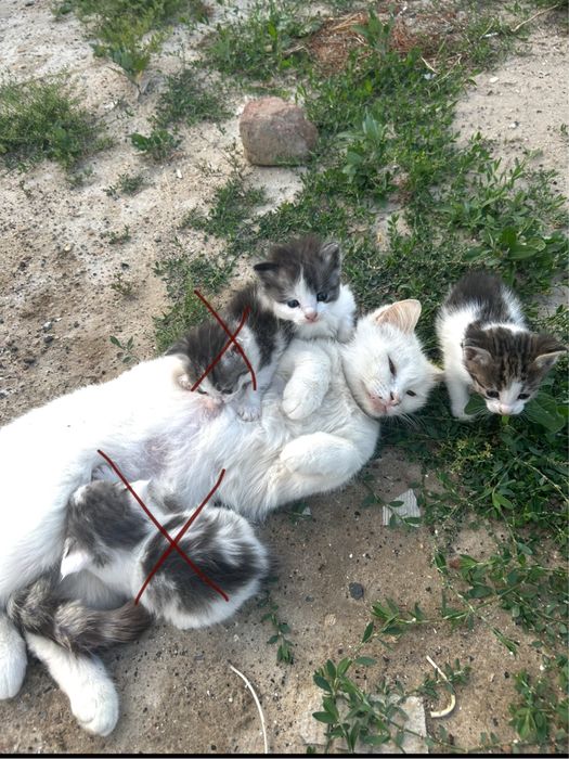 Отдам 2 котят в добрые руки