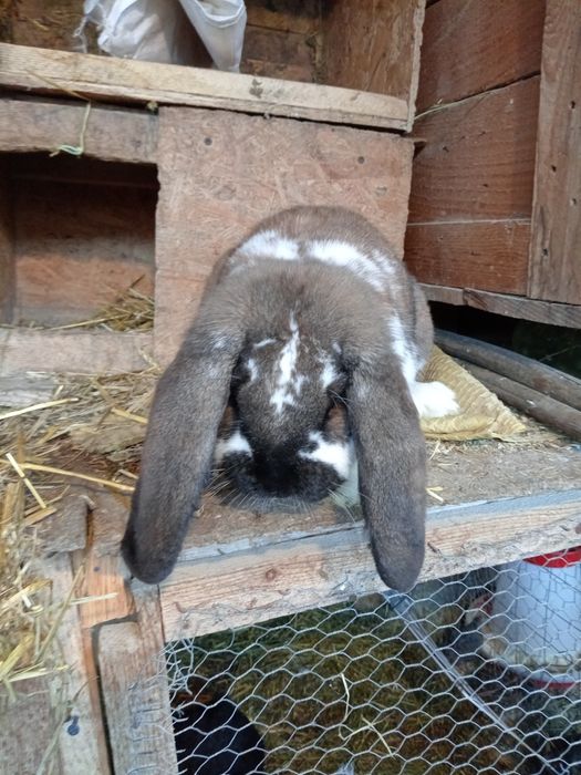 Iepuri rasa berbec german