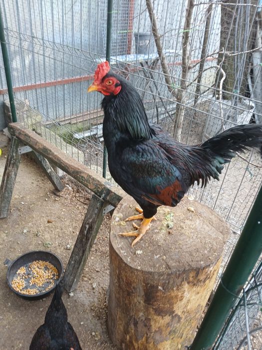 Combatant indian de vînzare