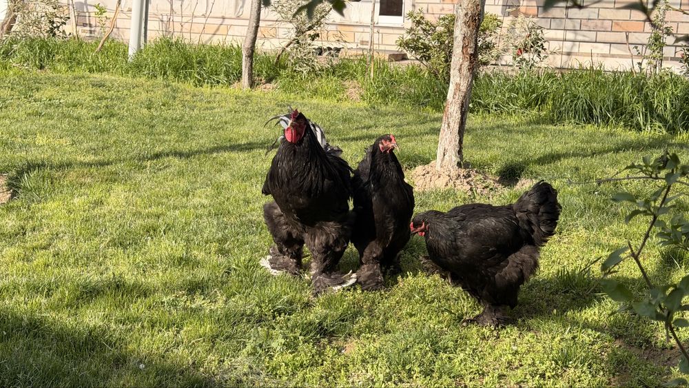 Продаются породистые куры и петух