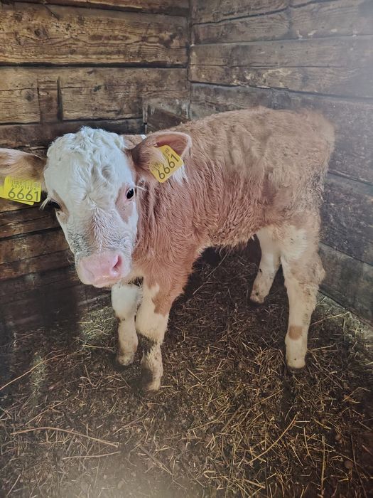 vând 2 vitei baltata românească