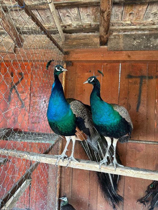 Păuni standard, umeri negri și opal