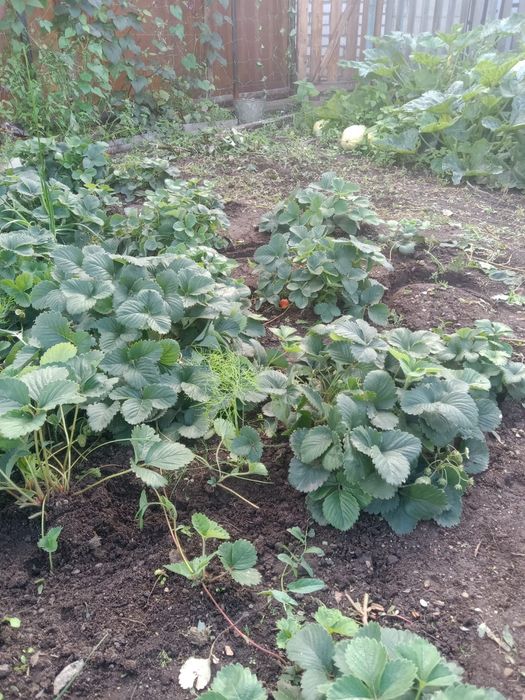 Продам рассаду клубники