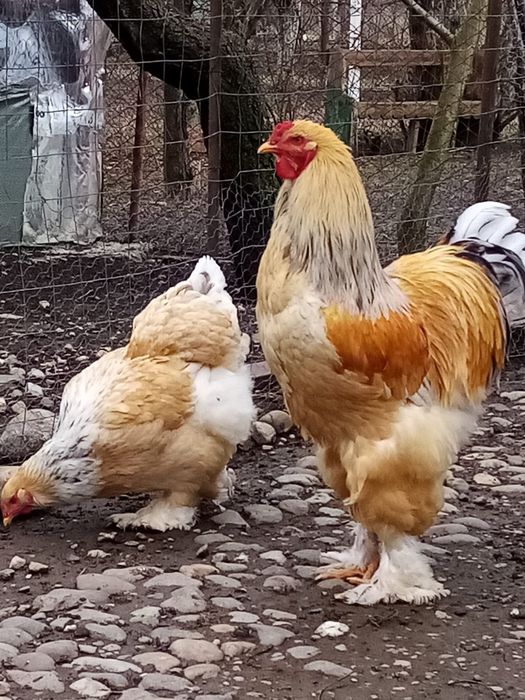 Vând oua  brahma pt incubat