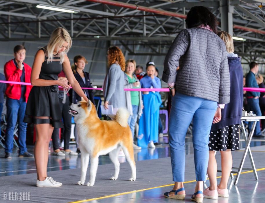 Акита Ину кобель для вязки