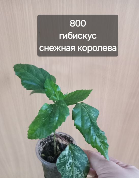 комнатные растения