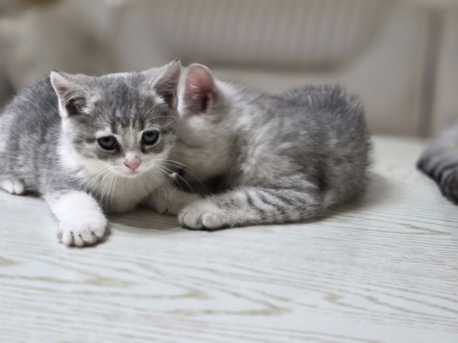 Британский шиншилла котята кошечки britanskiy shinshila mushuk bolalar