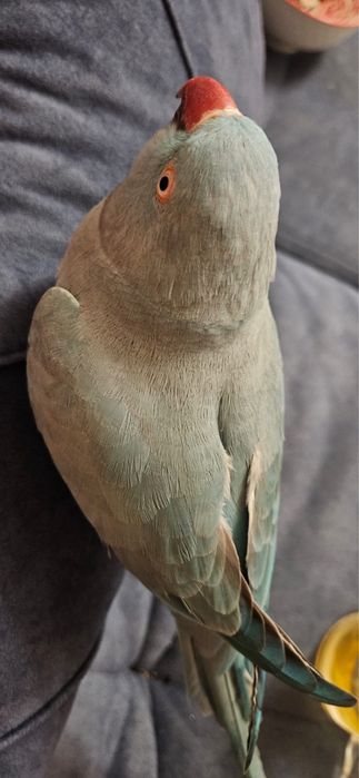 Ожереловый попугай .