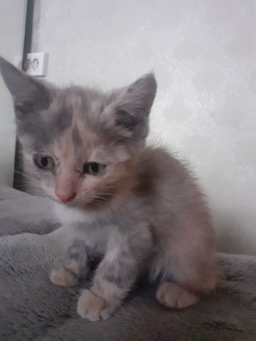 Продам шотландских котят.