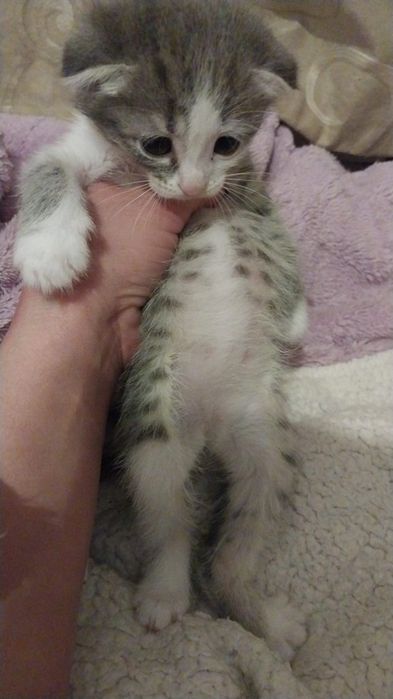 Отдам котят бесплатно