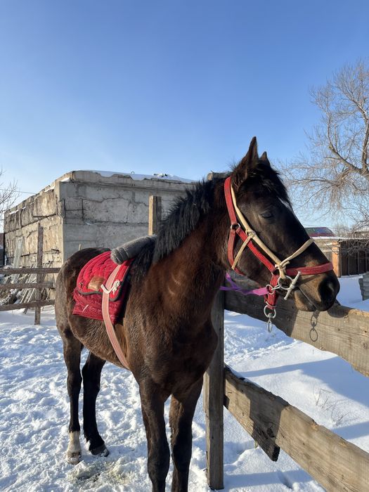 Құнан шгар сатылады