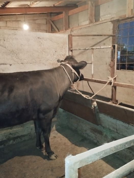 1 туған сиыр сатылады