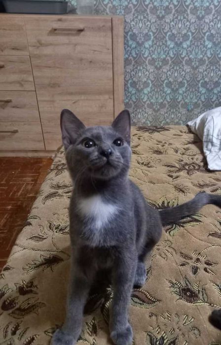 Отдам котенка мальчик