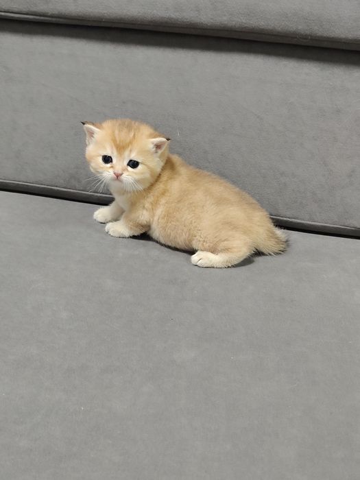 Алматы котята Шикарные Малыши