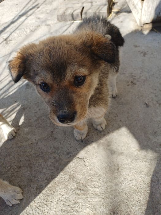 Щенки в добрые руки.