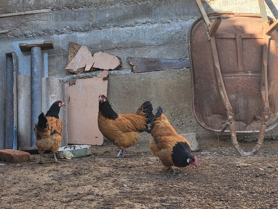 Куры породы  форверк