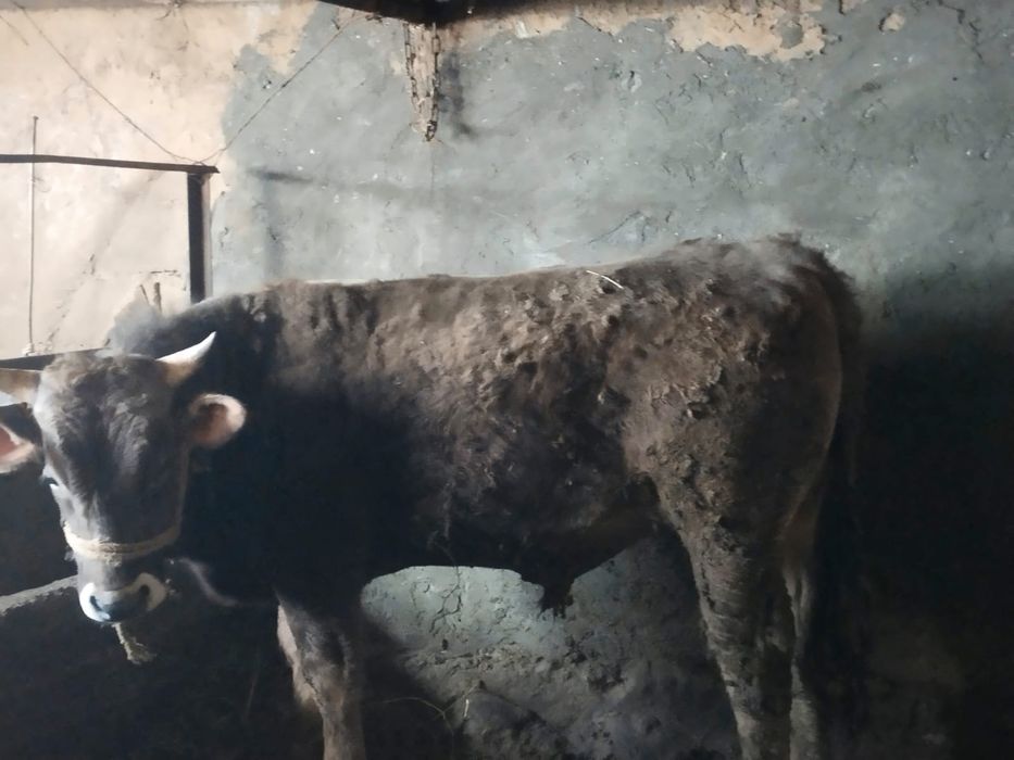 Бұқа сатылады-прдам