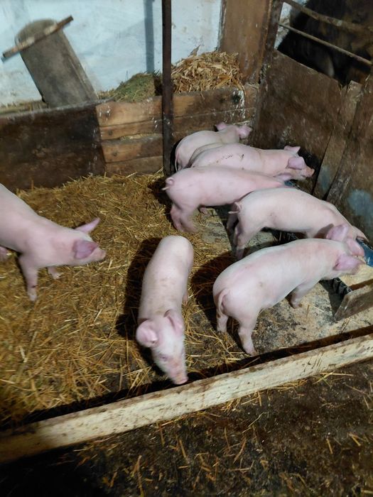 Продавам малки прасенца