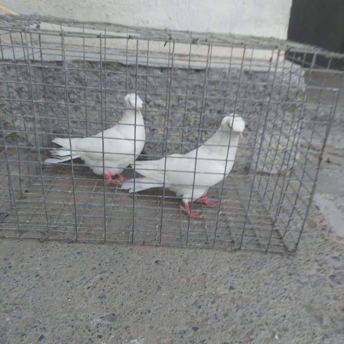 Бели двух чуби самец самка