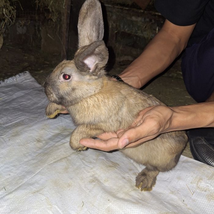 Кролики Баран(мать баран отец карлик)