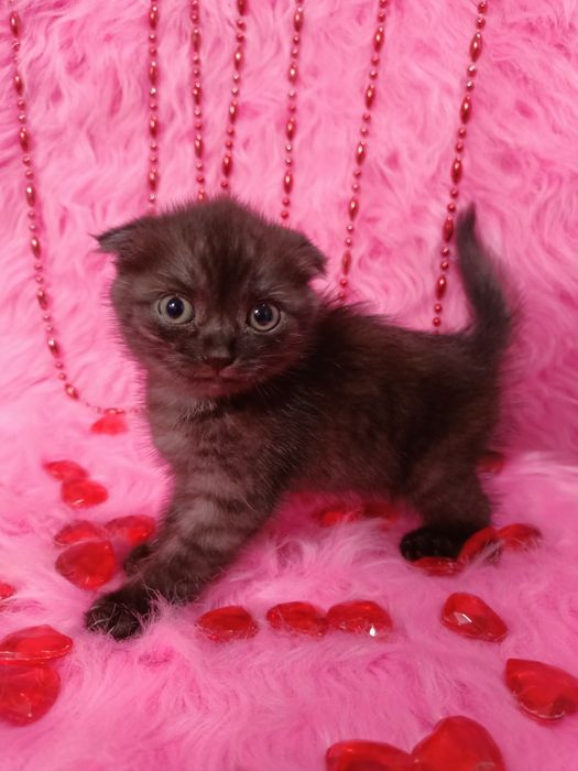 Продам шотландскую вислоухую девочку