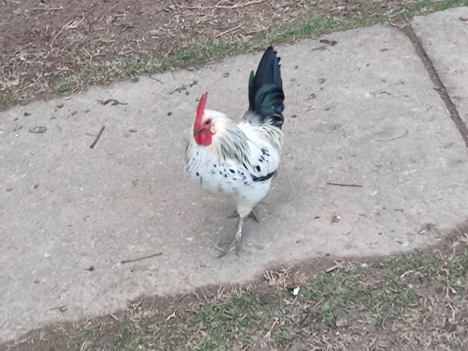 Vand cocos american mic