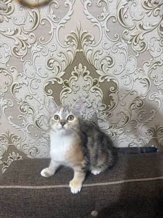 Котята  игривые в добрые руки