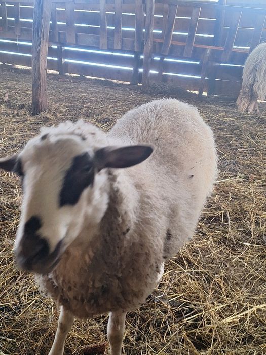 Vand patru oi,o mieluta si un berbec