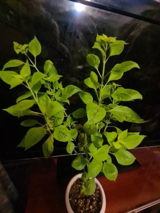 Цветок  Колиус домашний