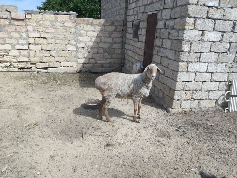 Кой, сауын ешки,