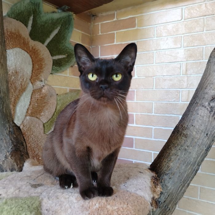 Бурманские котята