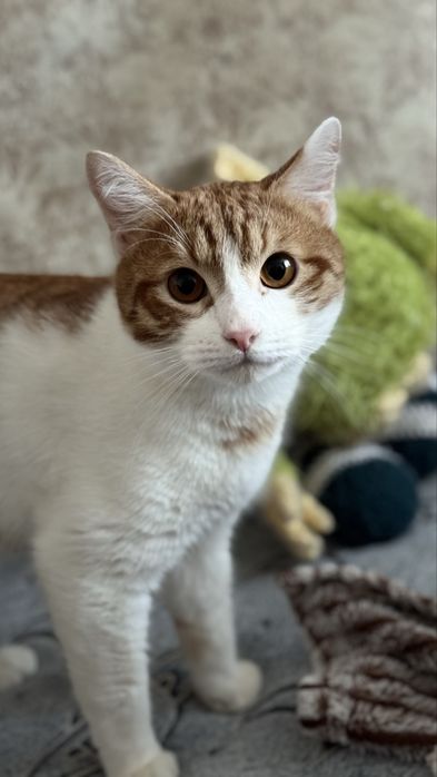 Отдам красавчика