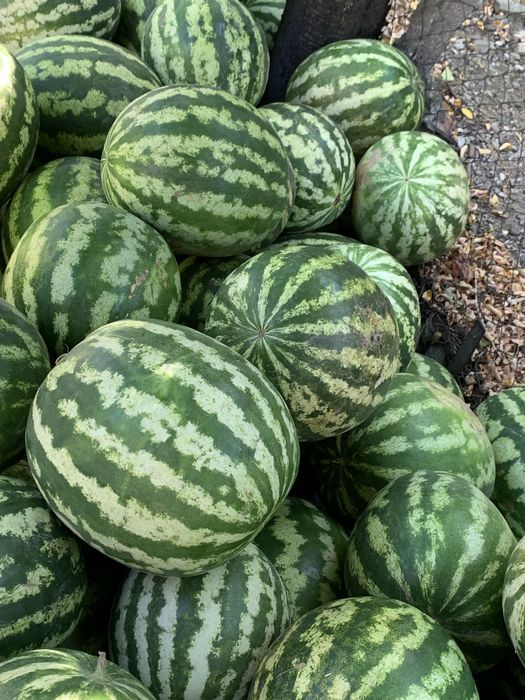 Pepeni verzi cultivați la Săgeata