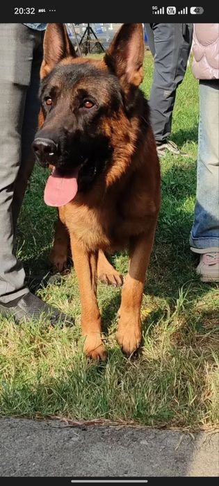 Щенки немецкой овчарки