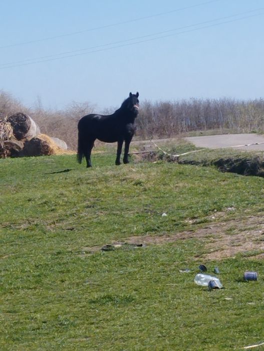 Vand O iapa de 7 ani gestanta de 7 luni fara defecte schimb si cu vaca