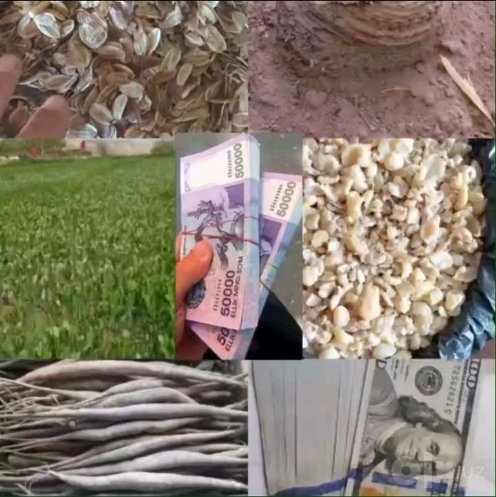 1 gektardan- 100 ming $ daromad.KOVRAK biznesi.