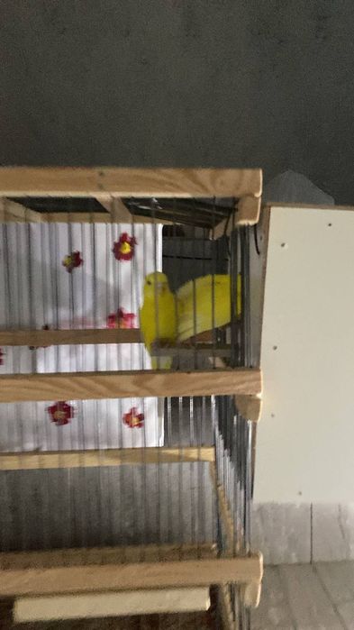 Валнисти папугай para  
Валнисти радужный