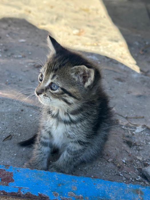 Отдам в добрые руки кошку и котёнка