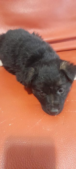 Отдам щенка в добрые руки