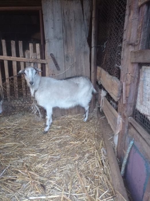 Продам козу, альпийская - камолая