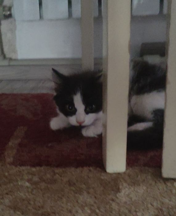 Котенок в хорошие руки