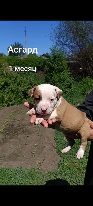 Продаются щенки АСТ