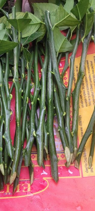 Продаю саженцы лимона