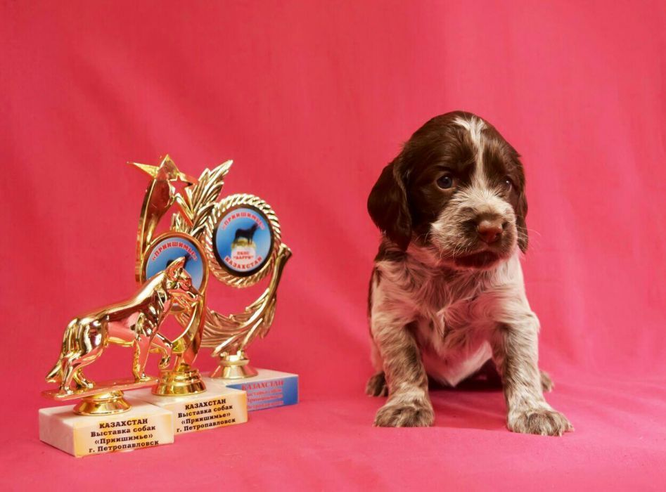 Спаниель Русский