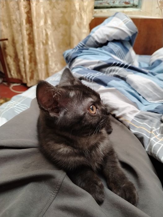 Кошечка породистая!